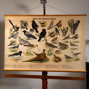 May include: Vintage educational poster featuring illustrations of various bird species, including crows, woodpeckers, and pheasants. The poster has a wooden frame and the text "BOS- EN WEIDEVOGELS" at the top. The poster is displayed on a wooden easel.