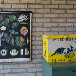 Gráfico botánico antiguo Litografía escolar de la enredadera de caucho (Landolphia comorensis)