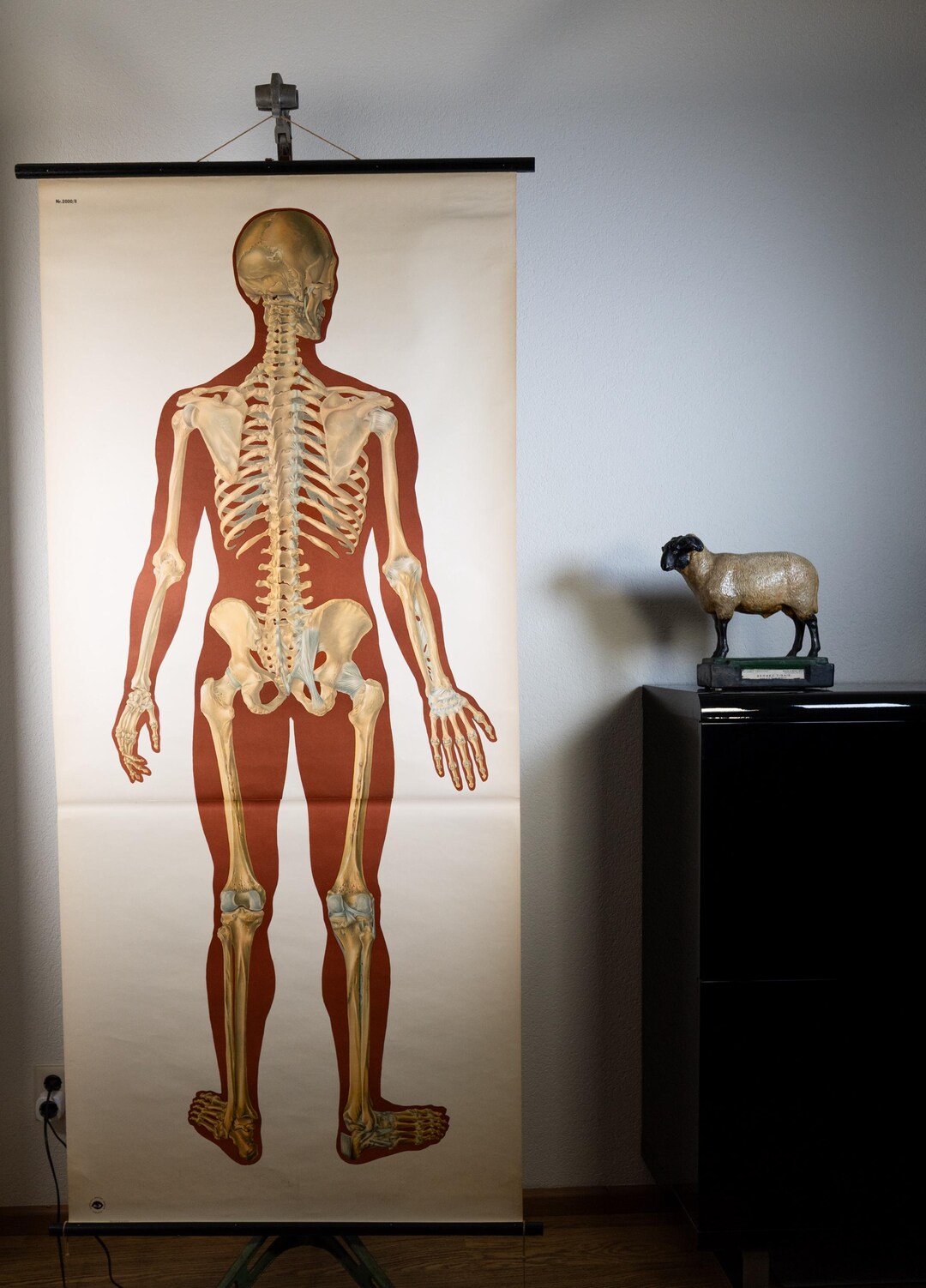 Vintage Pull Down Chart Anatomical Skeleton Back School Chart - Etsy