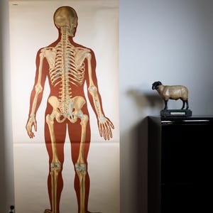 Op de afbeelding: Een educatieve wandkaart in vintage-stijl met een gedetailleerde anatomische illustratie van een menselijk skelet tegen een donkerrood silhouet. De kaart is gemonteerd op een zwarte houten stok met een ophangkoord. Daarnaast staat een schaapje.