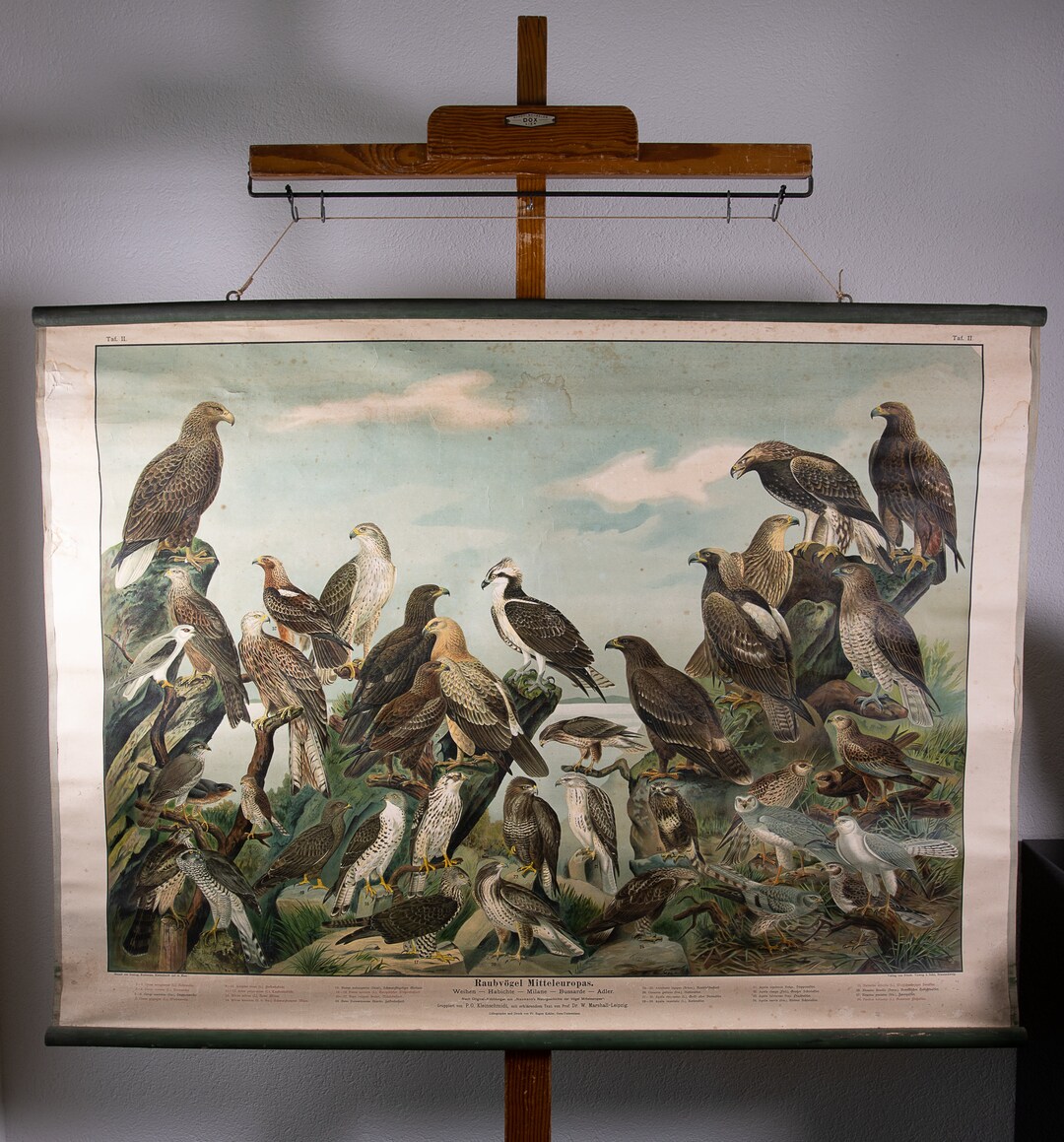 Vintage Pull Down Chart Birds of Prey in the Middle of Europe II School ...