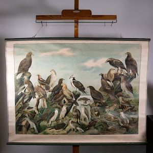 May include: Vintage educational chart featuring detailed illustrations of various birds of prey, including eagles and hawks, set against a backdrop of a cloudy sky and rocky terrain. The chart is mounted on a wooden easel, showcasing the artwork's historical context.