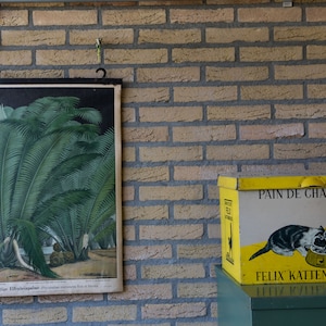 Gráfico botánico vintage Palma de marfil (Phytelephas microcarpa Ruiz et Pavon) Litografía Gráfico escolar