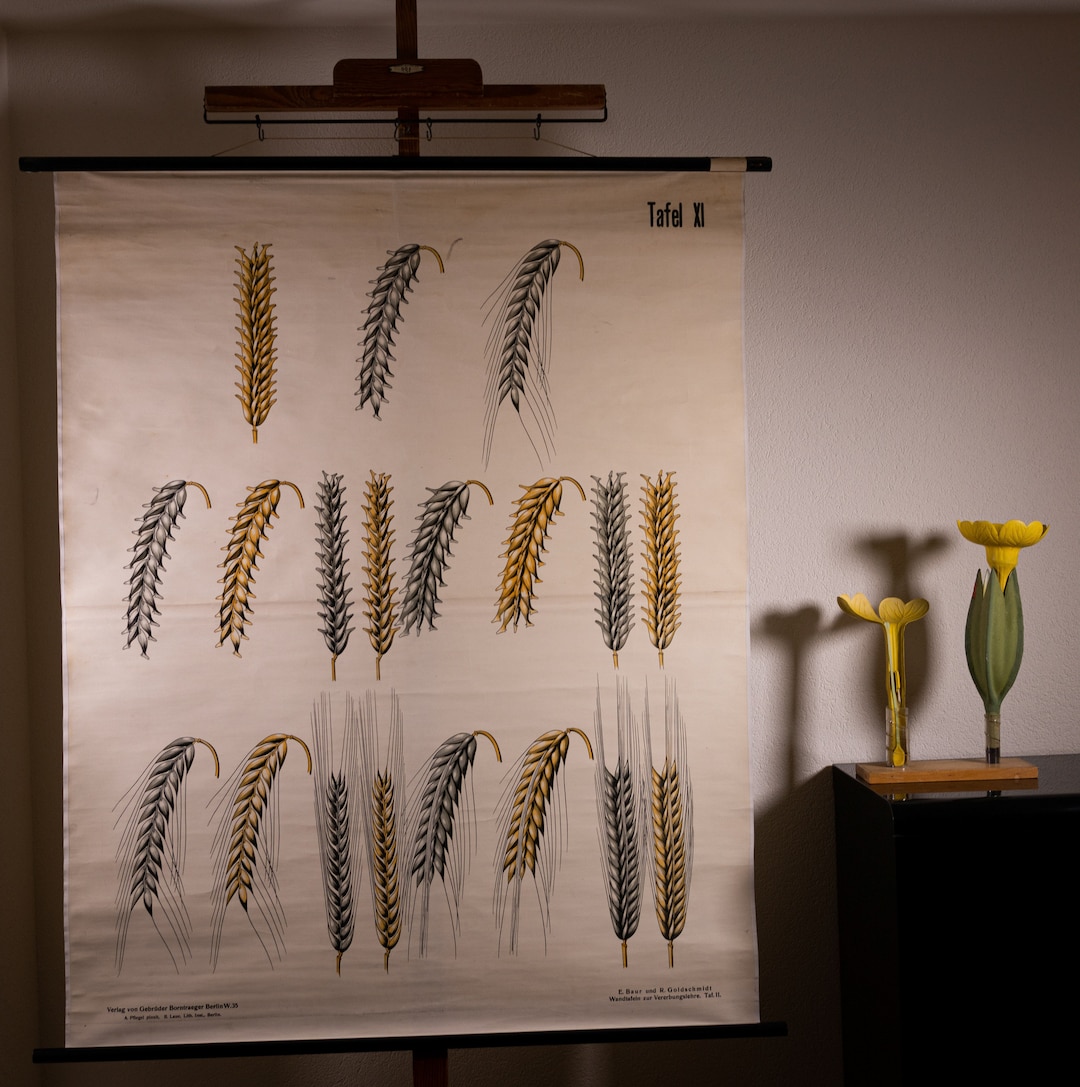 Vintage Pull Down Chart Genetics Grain School Chart - Etsy