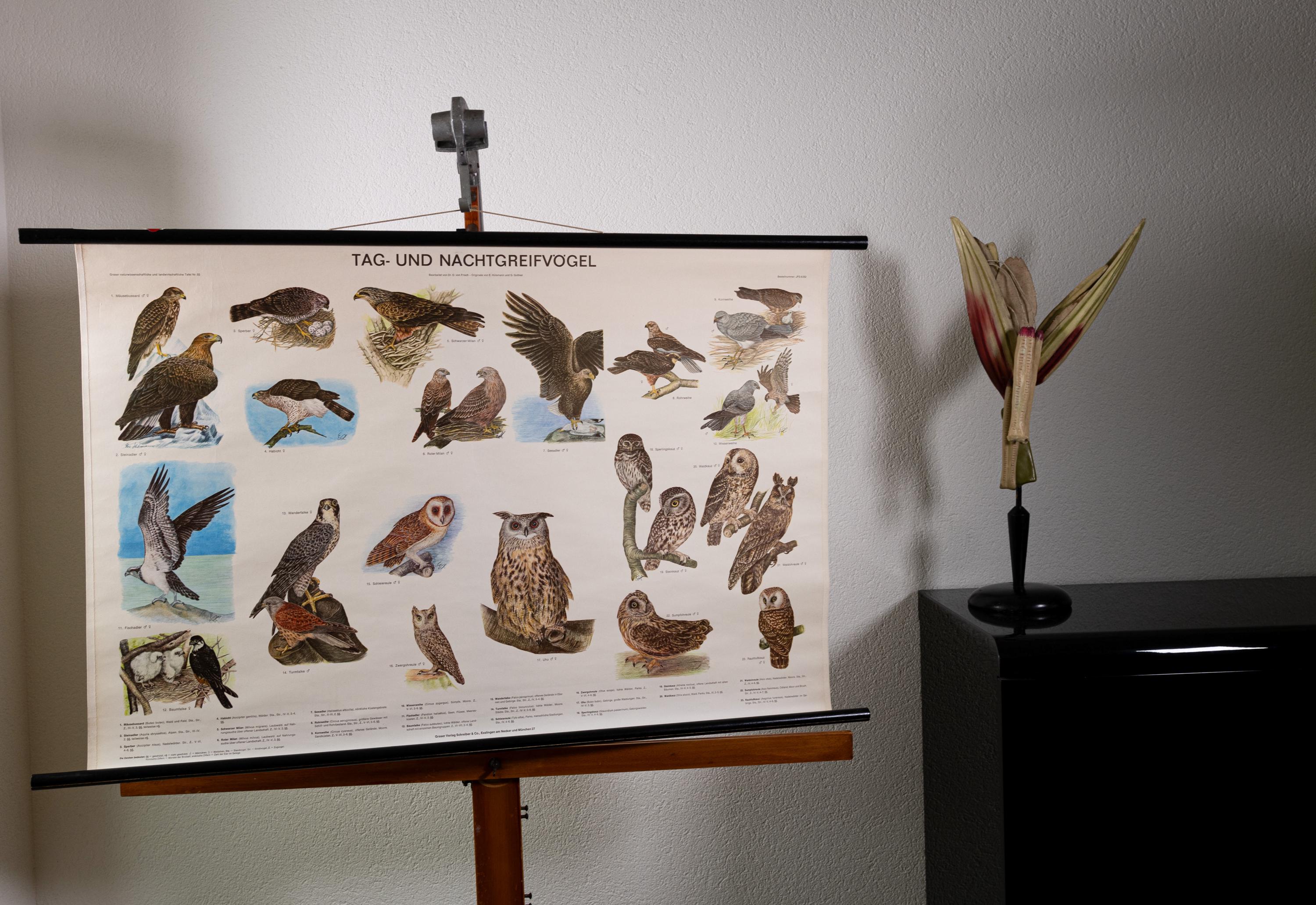 Vintage Pull Down Chart Birds of Prey and Owls School Chart - Etsy