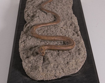 Vintage model of the  Slowworm Anguis Fragilisch  ,these Anatomy models, used for education classroom purposes early 1900 .