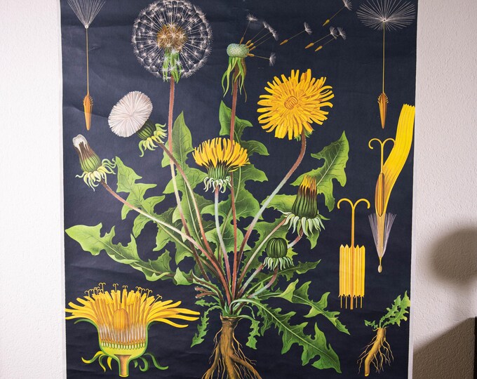 Vintage Pull Down School Chart Dandelion Jung Koch Quentell - Etsy