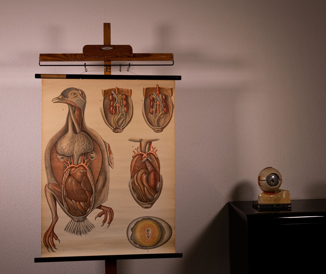 Vintage Pull Down Chart Pigeon Anatomical School Chart - Etsy