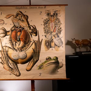 Pode incluir: Um cartaz educativo vintage intitulado Amphibia, Anura, Rana II, apresentando ilustrações anatómicas detalhadas de um sapo. O gráfico exibe três secções numeradas que mostram órgãos internos, estruturas esqueléticas e uma cabeça de sapo.