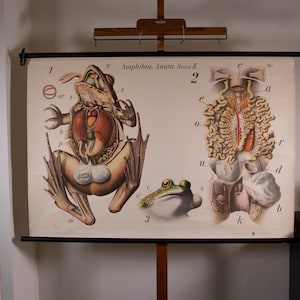 Peut inclure: Une affiche éducative vintage intitulée Amphibia, Anura. Rana II. présentant des illustrations anatomiques détaillées d'une grenouille, incluant les organes internes, une vue squelettique et un gros plan de la tête, étiquetés avec des lettres.