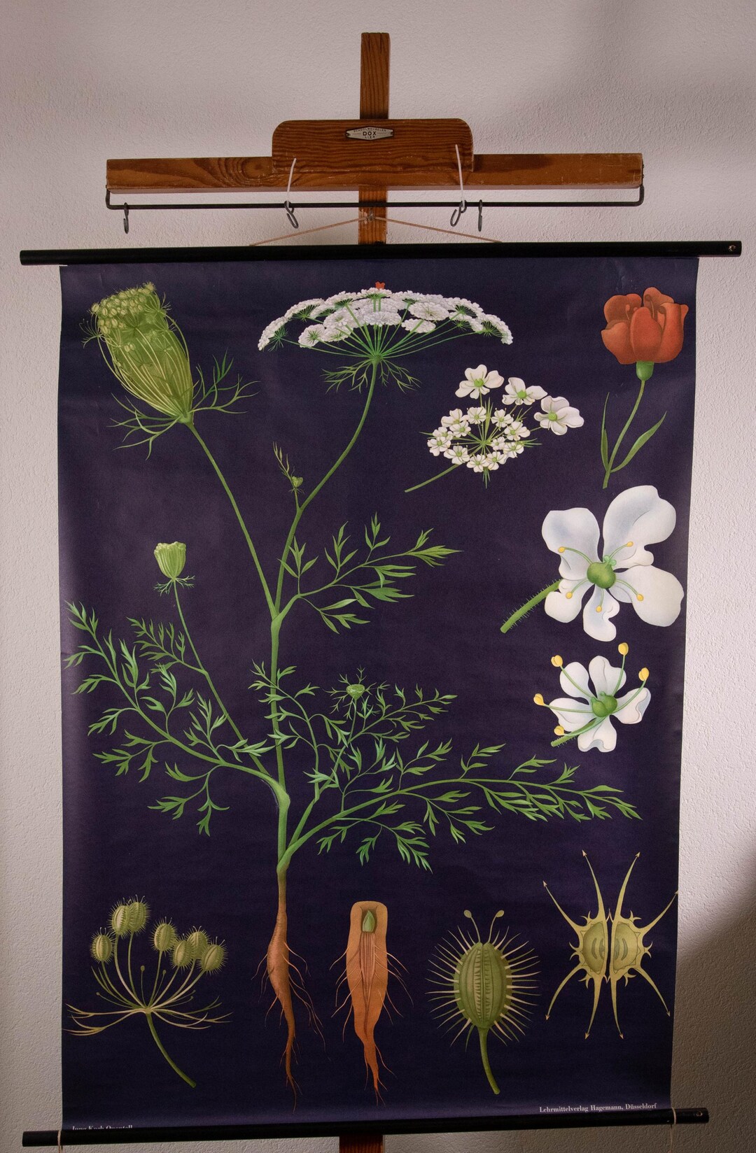 Vintage Pull Down School Chart Wild Carrot by Jung Koch Quentell - Etsy