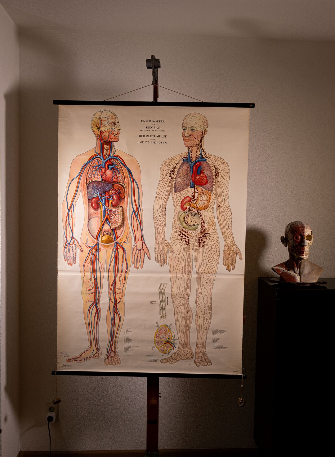 Vintage Anatomical Pull Down Chart Blood Circulation and Lymph Glands ...