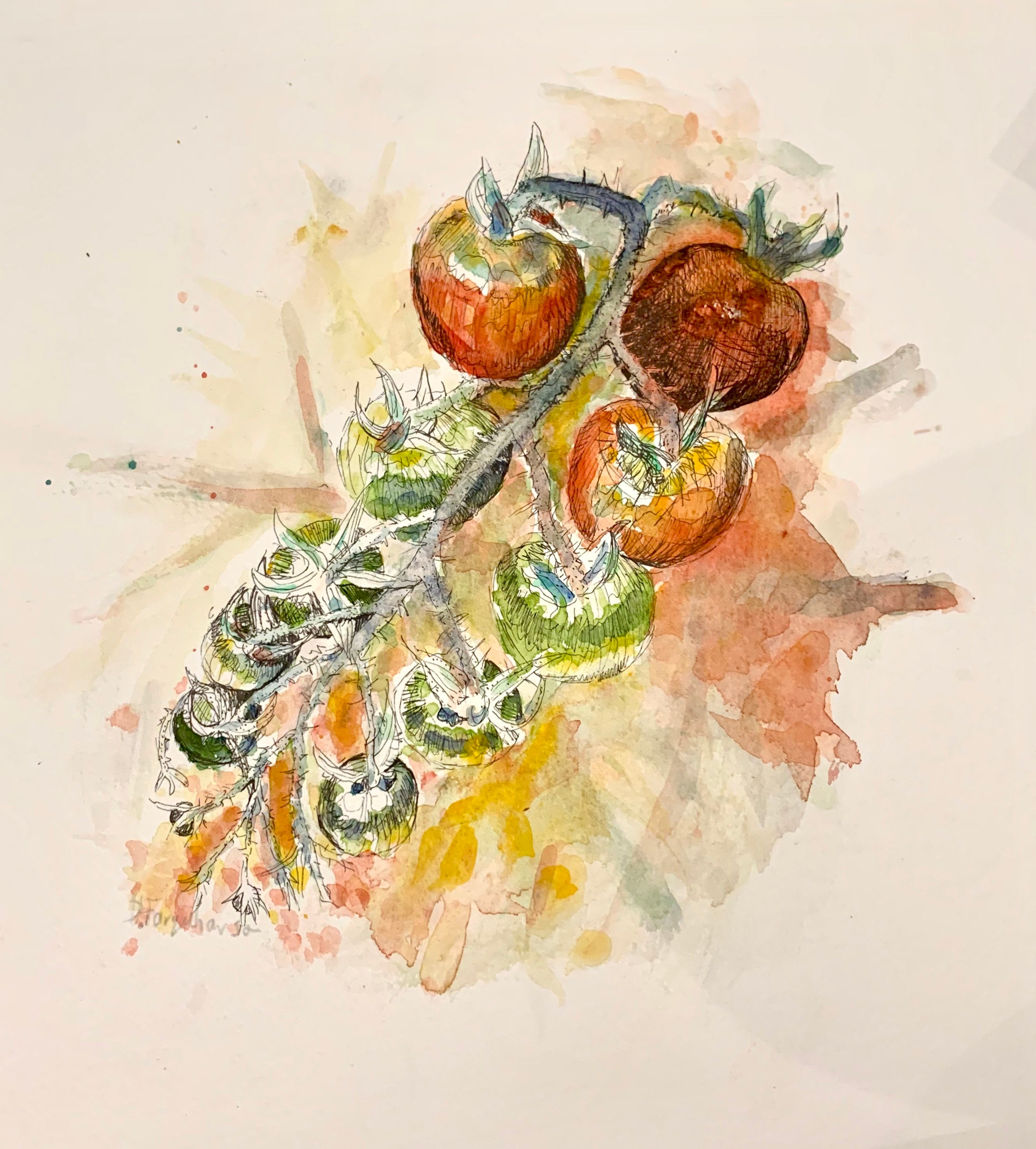 Tomatoes Greetings Card.birthday Note Blank. Tomatoes on the Etsy