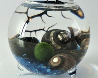 Marimo moss terrarium kit - DIY glass orb aquarium decoration from Alvina Decco