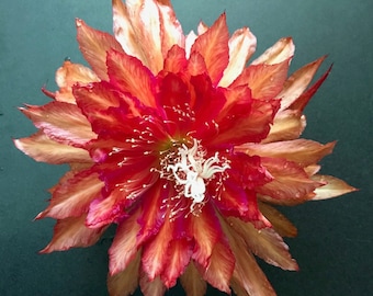 Epiphyllum Slightly Sassy Var "Orchid Cactus cutting 8''