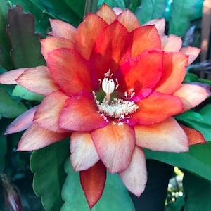 Epiphyllum Hard to Believe Orchid Cactus Cuttings 8"-10" Long