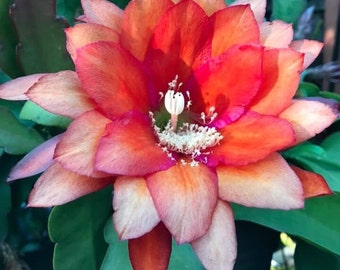 May include: A vibrant orange and pink cactus flower with a white center. The flower is in full bloom and has a delicate, layered appearance. The text "Hard To Believe" is written below the flower.