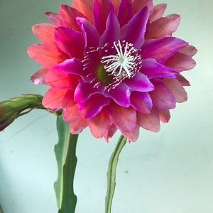 Puede incluir: Primer plano de una flor vibrante, con p&eacute;talos superpuestos que van del rosa al magenta intenso. El centro presenta una estructura blanca en forma de estrella con finos filamentos. La flor se apoya en un tallo verde segmentado.
