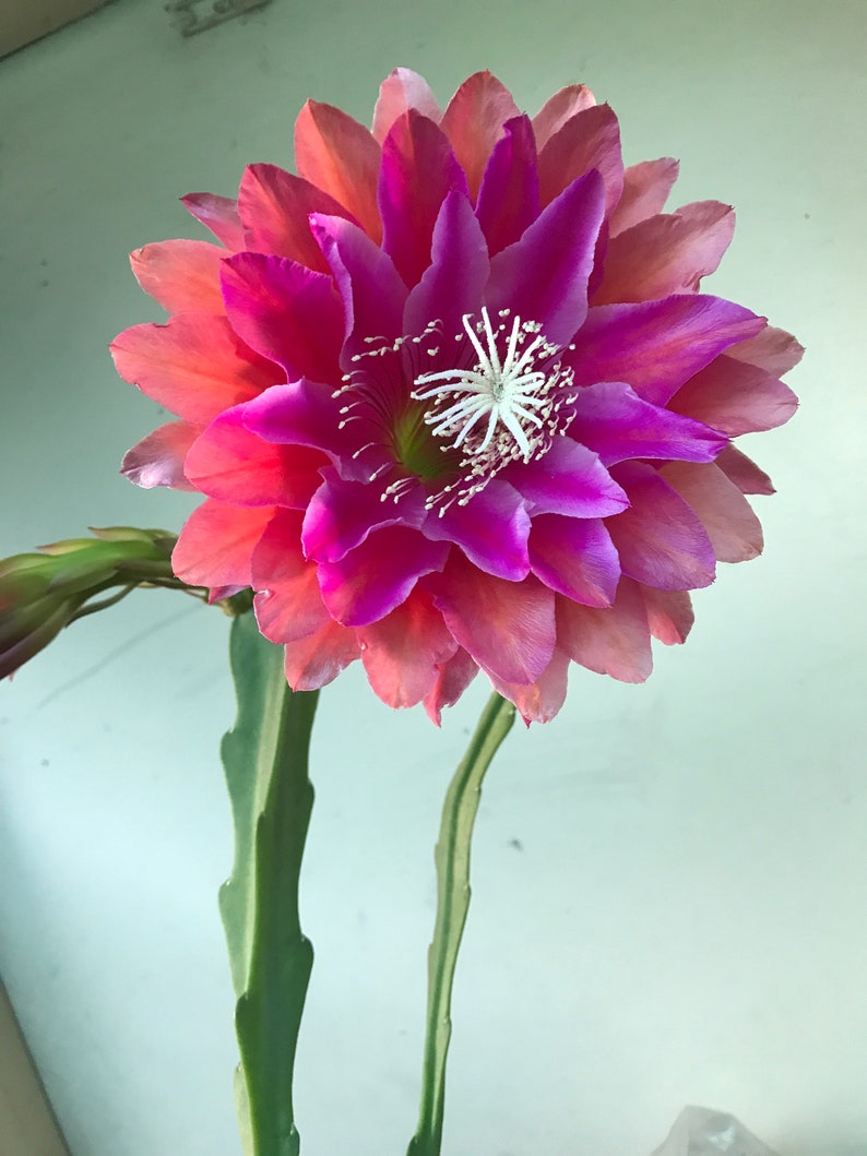 Puede incluir: Primer plano de una flor vibrante, con p&eacute;talos superpuestos que van del rosa al magenta intenso. El centro presenta una estructura blanca en forma de estrella con finos filamentos. La flor se apoya en un tallo verde segmentado.