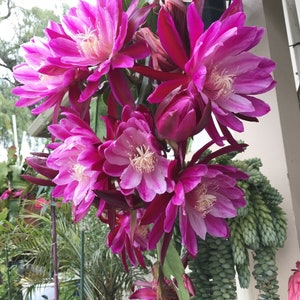 Epiphyllum Flying Silk Cutting 8&quot;-10&quot; Long