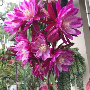 Epiphyllum Flying Silk Cutting 8"-10" Long