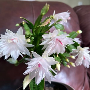 RARE! Thanksgiving cactus “Holly Double ” Two Segment 1 Cutting.