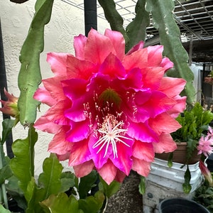 Puede incluir: Una flor vibrante de m&uacute;ltiples capas, con tonos de rosa y magenta, y un centro blanco prominente. Las hojas verdes rodean la flor, sugiriendo un tema bot&aacute;nico.
