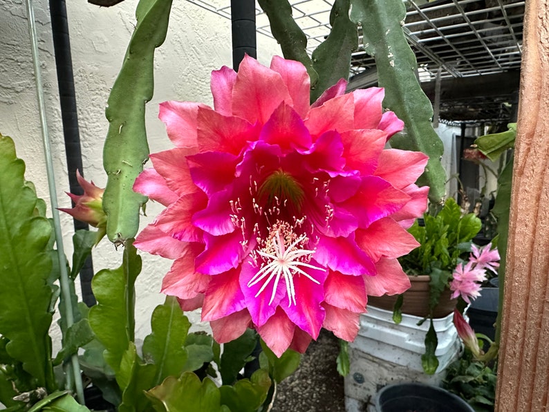Puede incluir: Una flor vibrante de m&uacute;ltiples capas, con tonos de rosa y magenta, y un centro blanco prominente. Las hojas verdes rodean la flor, sugiriendo un tema bot&aacute;nico.