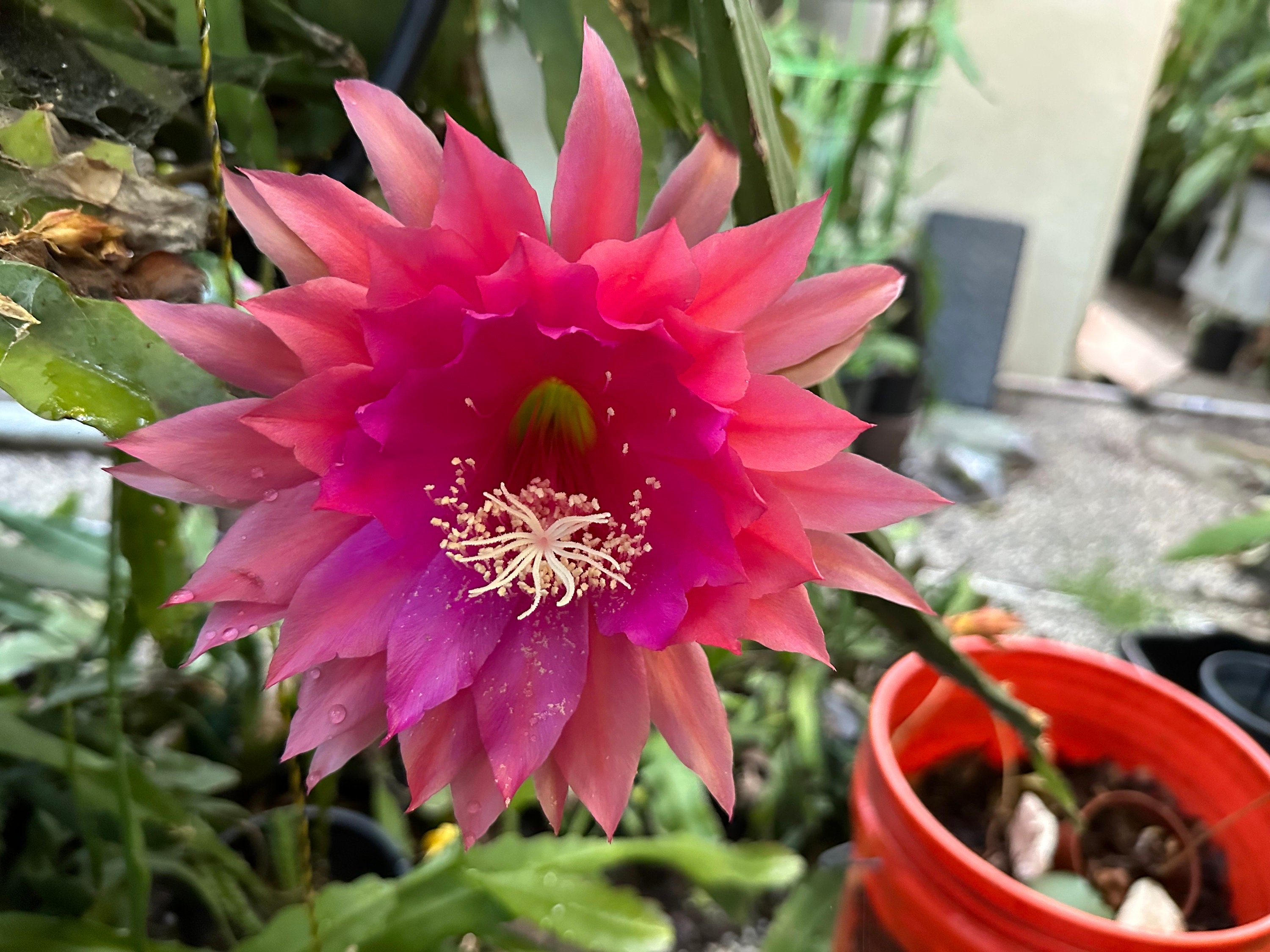 Epiphyllum Orchid Cactus ' KIWI NICKY LYNETTE ' - 8