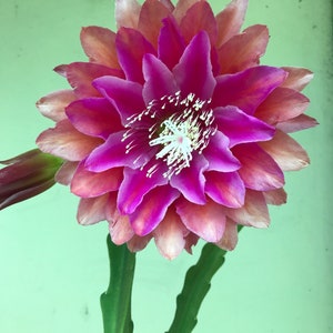 Puede incluir: Primer plano de una flor vibrante con capas de p&eacute;talos rosas y magenta. El centro presenta estambres blancos y la flor est&aacute; sostenida por tallos verdes. Los p&eacute;talos hacen la transici&oacute;n de rosa claro a magenta intenso.