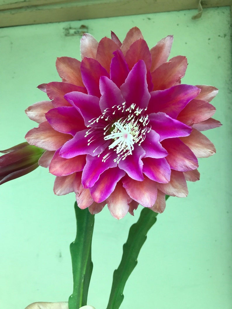 Puede incluir: Primer plano de una flor vibrante con capas de p&eacute;talos rosas y magenta. El centro presenta estambres blancos y la flor est&aacute; sostenida por tallos verdes. Los p&eacute;talos hacen la transici&oacute;n de rosa claro a magenta intenso.