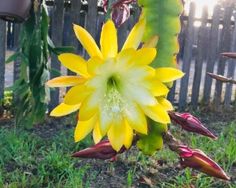 Epiphyllum Andromeda cutting 8"-10" Long