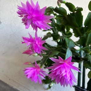 Rooted Thanksgiving Cactus Schlumbergera "Double Frosted ” 3" pot .
