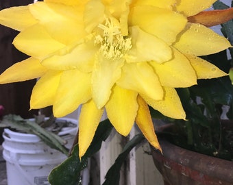 Epiphyllum light Yellow Cutting