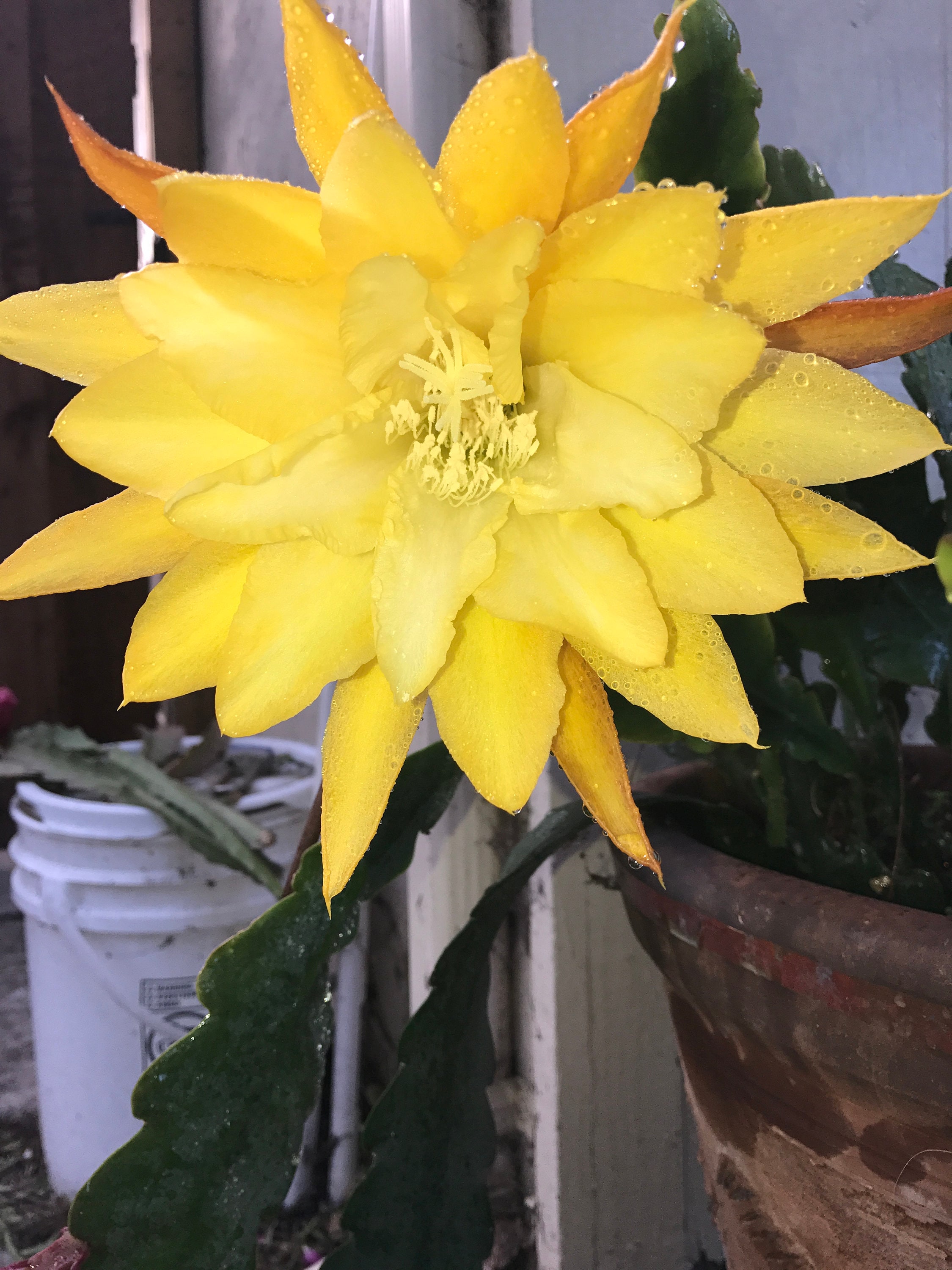 Epiphyllum light Yellow Cutting
