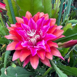 Puede incluir: Primer plano de una flor vibrante, mostrando un gradiente de colores que va del magenta intenso al rojo anaranjado. Los p&eacute;talos son numerosos y delicados, con estambres blancos en el centro. La flor est&aacute; rodeada de hojas verdes y carnosas.