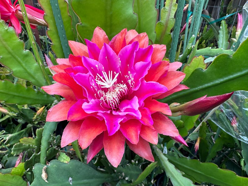 Puede incluir: Primer plano de una flor vibrante, mostrando un gradiente de colores que va del magenta intenso al rojo anaranjado. Los p&eacute;talos son numerosos y delicados, con estambres blancos en el centro. La flor est&aacute; rodeada de hojas verdes y carnosas.