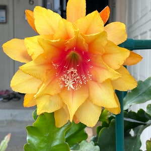 Clarity’s Abraxas Epiphyllum Orchid Cactus cutting
