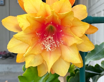 Clarity’s Abraxas Epiphyllum Orchid Cactus cutting