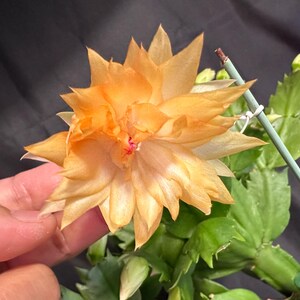 May include: Close-up of a vibrant orange flower with multiple layers of delicate petals. The flower has a small red center and is surrounded by green leaves. A thin green support stick is visible.
