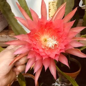 Pink Parrot Epiphyllum Orchid Cactus Cutting