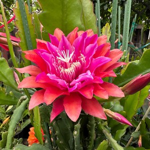 Puede incluir: Primer plano de una flor de cactus en plena floraci&oacute;n, con p&eacute;talos rosas y rojos y un centro blanco. La planta tiene tallos verdes y frondosos y capullos sin abrir. La imagen est&aacute; bien iluminada, mostrando los detalles y texturas de la flor.