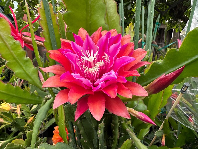 Puede incluir: Primer plano de una flor de cactus en plena floraci&oacute;n, con p&eacute;talos rosas y rojos y un centro blanco. La planta tiene tallos verdes y frondosos y capullos sin abrir. La imagen est&aacute; bien iluminada, mostrando los detalles y texturas de la flor.