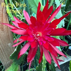 May include: A vibrant red and pink Ruby Pink Wheel cactus flower in full bloom. The flower has multiple layers of petals, with a lighter pink hue towards the edges. The text "Ruby Pink Wheel" is visible in the image.