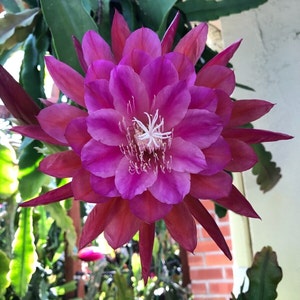 May include: A large, vibrant pink and white flower with many petals. The flower is in full bloom and has a delicate, white center.