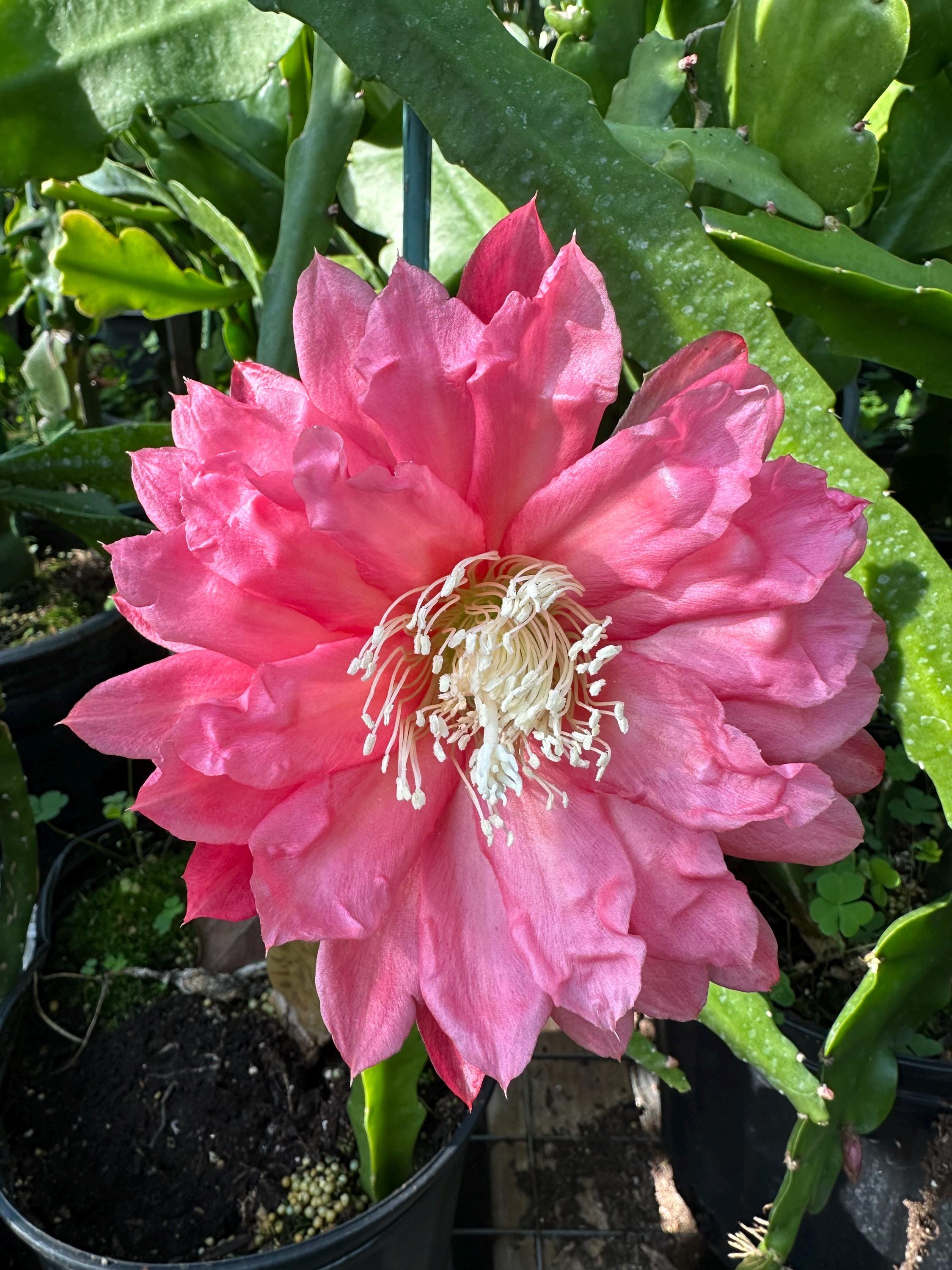 オークの樹の下　Castle Calypse Collection オークの樹の下 Castle Calypse Collection オークの樹の下 Castle