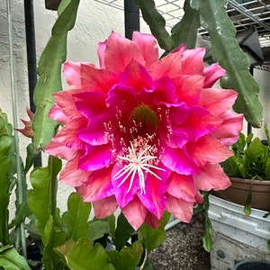 Puede incluir: Primer plano de una vibrante flor multicapa con tonos rosados y magenta. El centro de la flor presenta estambres blancos. Tallos y follaje verdes y frondosos rodean la flor, con una maceta negra en el fondo.