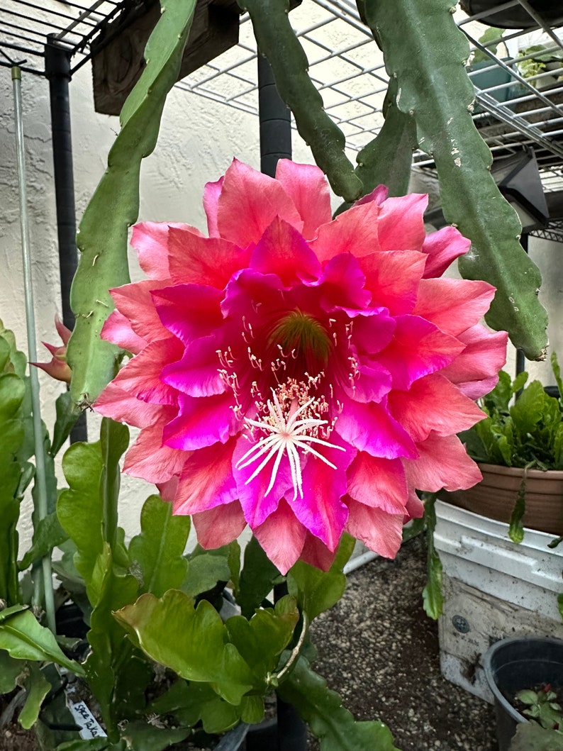 Puede incluir: Primer plano de una vibrante flor multicapa con tonos rosados y magenta. El centro de la flor presenta estambres blancos. Tallos y follaje verdes y frondosos rodean la flor, con una maceta negra en el fondo.