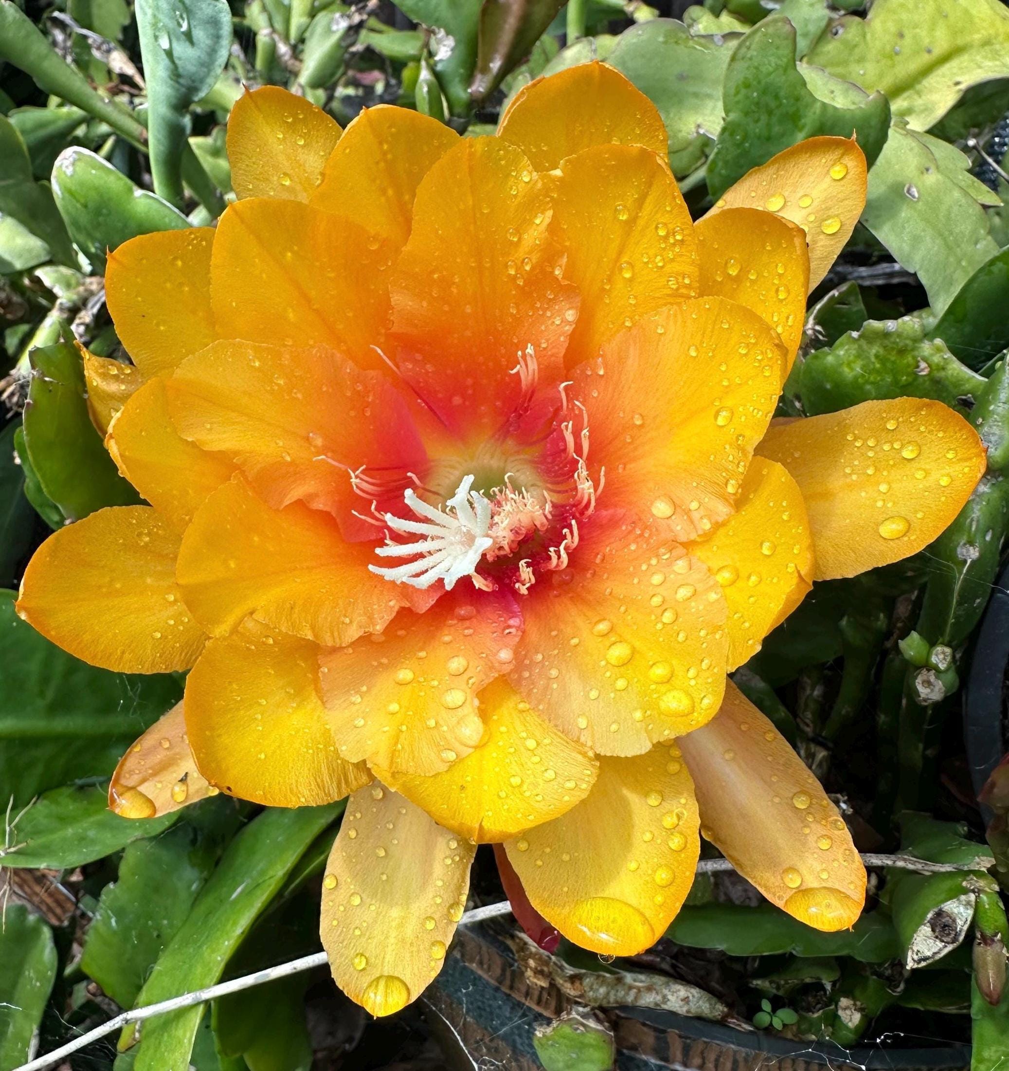 Epiphyllum Orchid Cactus "Don Oro" cutting 8" to 10" Long (Fragrant) -  Etsy.de