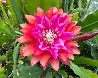 Epiphyllum Kiwi Treasure Box cutting 8"-10" Long  (Fragrant)